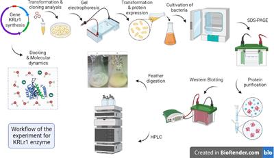 Biochemical and molecular characterization of novel keratinolytic protease from Bacillus licheniformis (KRLr1)